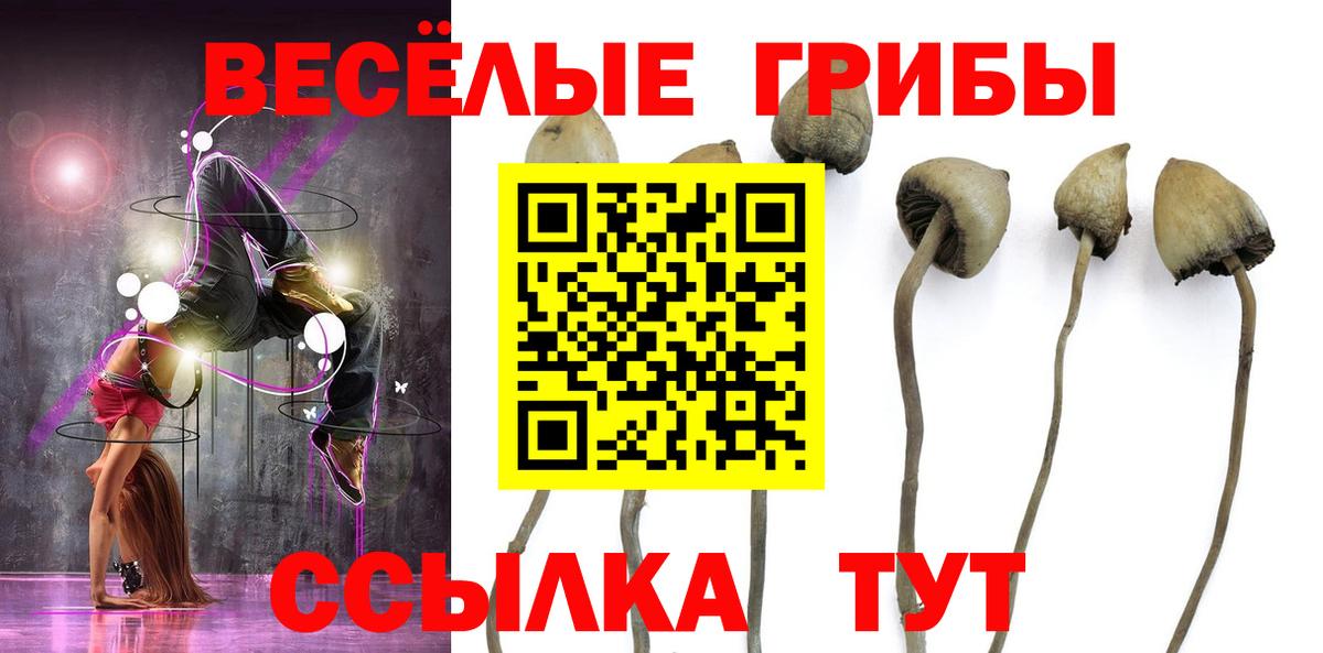 магазин продажи наркотиков  Вход с VPN  Киселёвск  Псилоцибиновые грибы Psilocybine cubensis 